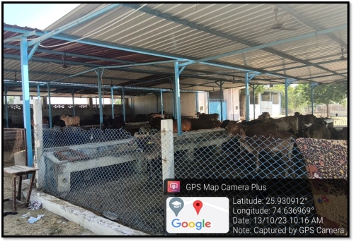 Cow Shed Photograph